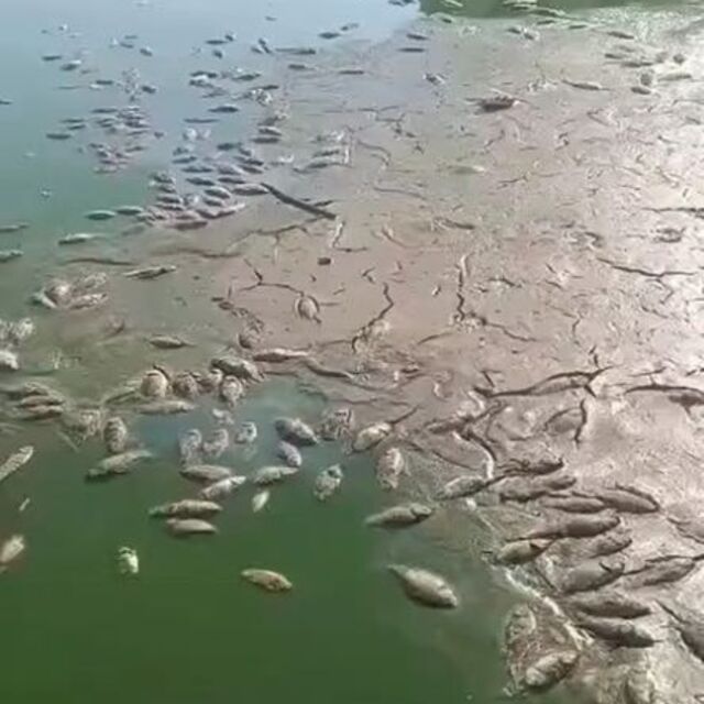 Şırnak'ta iki gölette balık ölümleri
