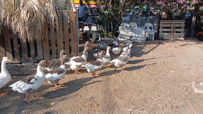 O kazlara 'ev hapsi'