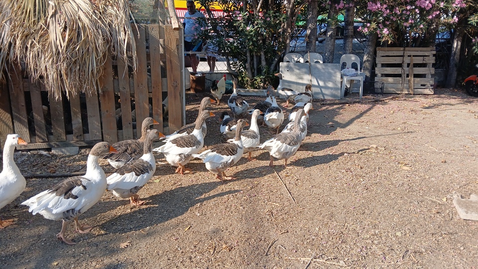 O kazlara 'ev hapsi'