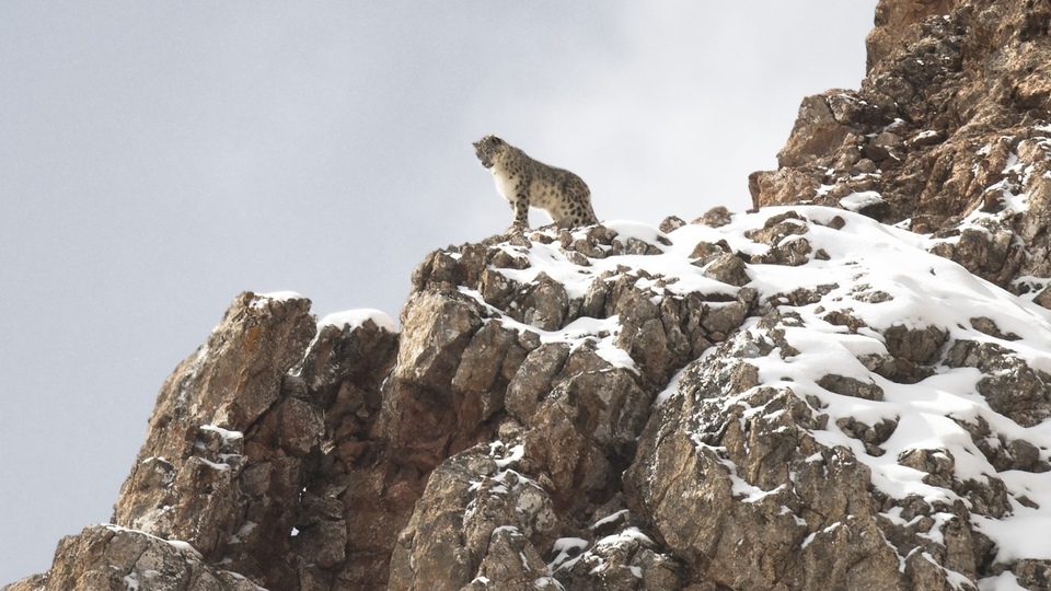 'Hayvanların Yaşamı' sergisi Salt'ta