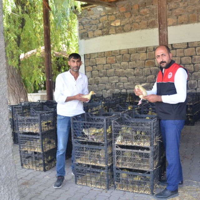 Muş'ta 16 yetiştiriciye kaz yavrusu dağıtıldı