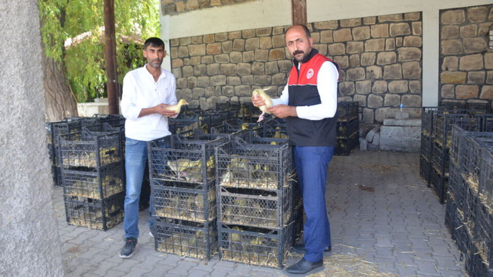 Muş'ta 16 yetiştiriciye kaz yavrusu dağıtıldı