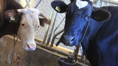 Artvin'de hayvan hareketleri 30 gün yasaklandı