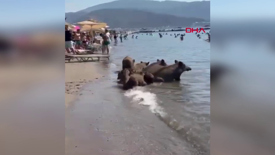 Yaban domuzları sıcağa dayanamadı