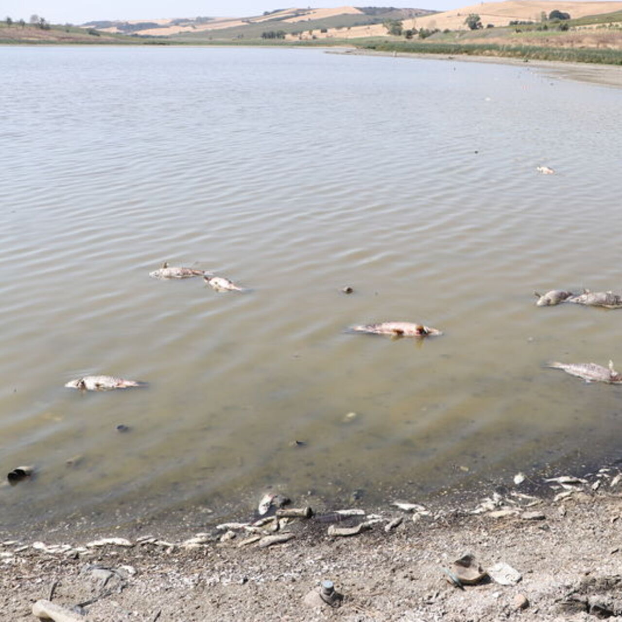 Tekirdağ'da gölette balık ölümleri