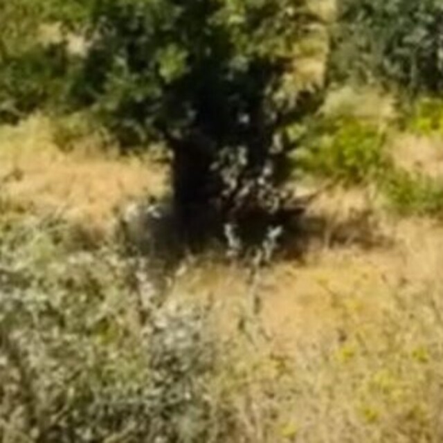 Şırnak'ta 1 Eylül'e kadar orman yasağı