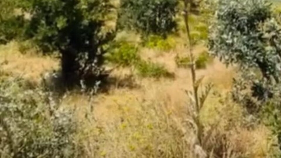 Şırnak'ta 1 Eylül'e kadar orman yasağı