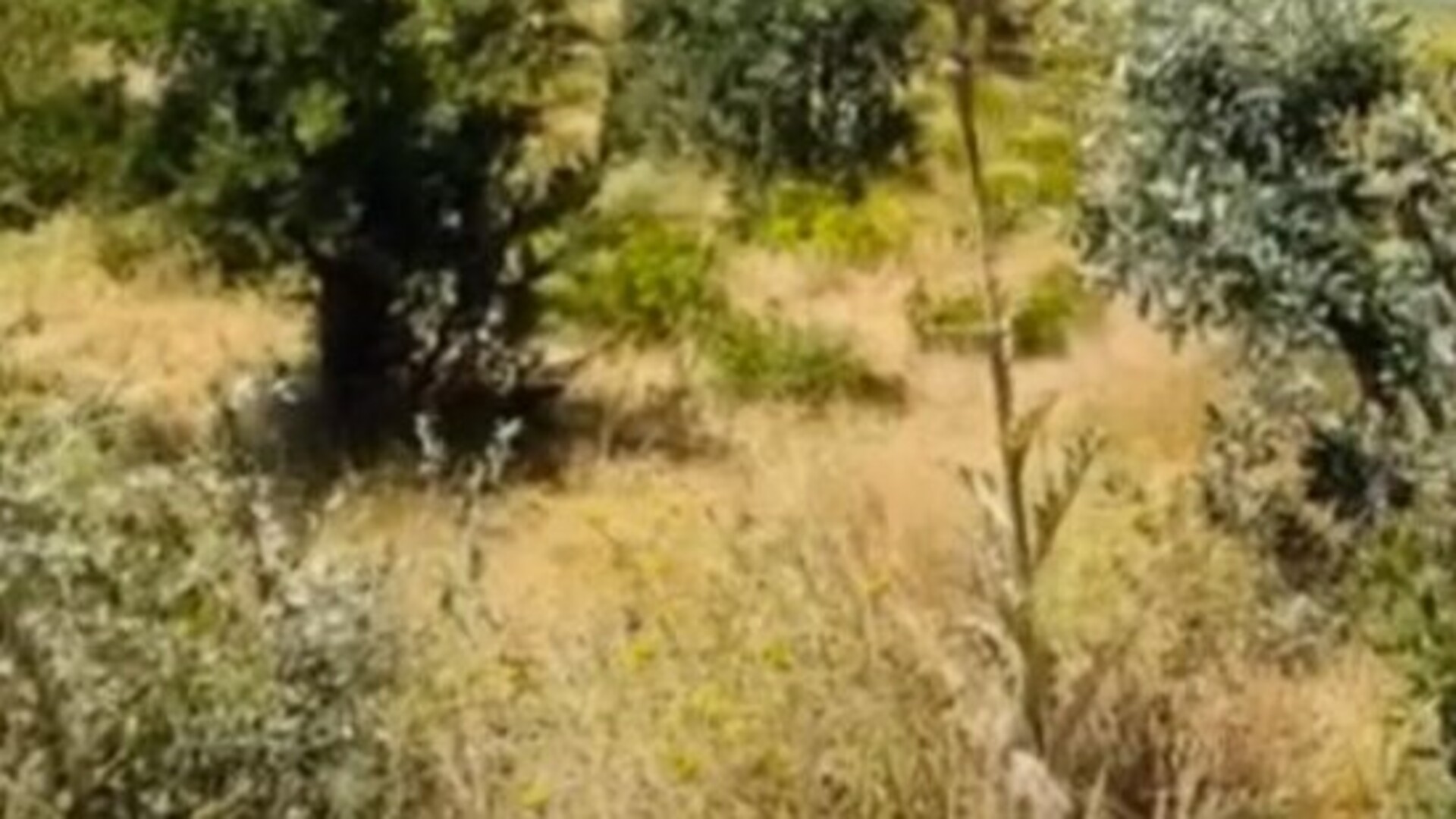Şırnak'ta Orman Yangınlarına Karşı Sıkı Önlem: 1 Eylül'e Kadar Yasak!