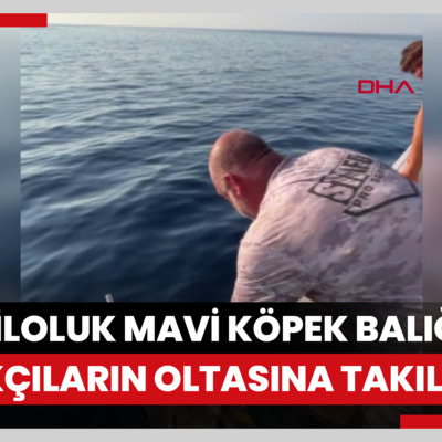 Çanakkale'de 100 kiloluk mavi köpek balığı, balıkçıların oltasına takıldı