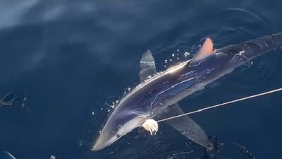 Oltaya takıldı! "Dünyanın en vahşi üçüncü köpek balığı"