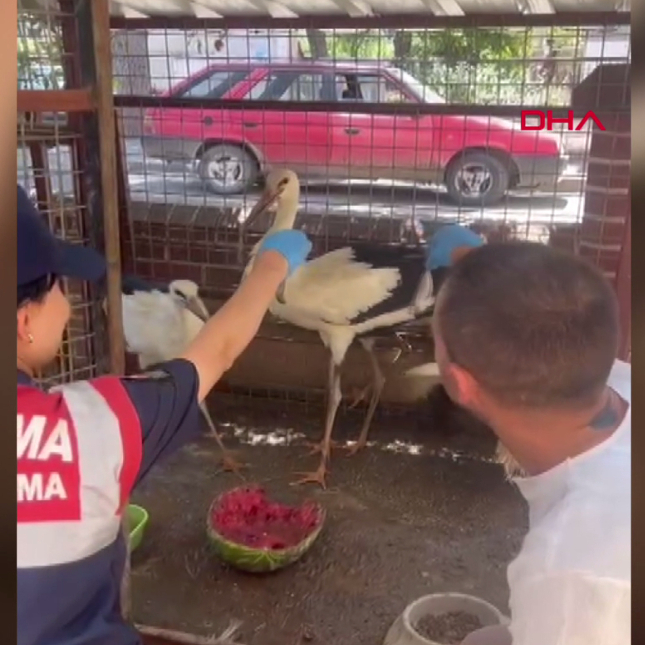 Bacağı ampute edildi! Ne uçabilecek ne de doğaya salınabilecek
