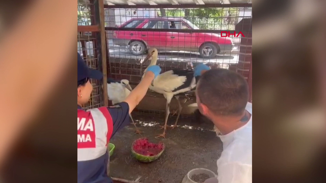 Bacağı ampute edildi! Ne uçabilecek ne de doğaya salınabilecek
