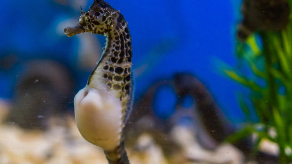 Erkeklerin doğurduğu tek canlıyı tanıyın!