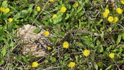 "Yılan sokmalarında turnike uygulamayın"