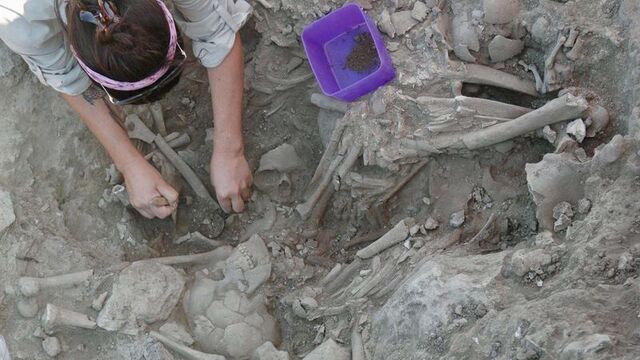 Gökçeada'da keşfedildi... İlk kez burada başlamış!