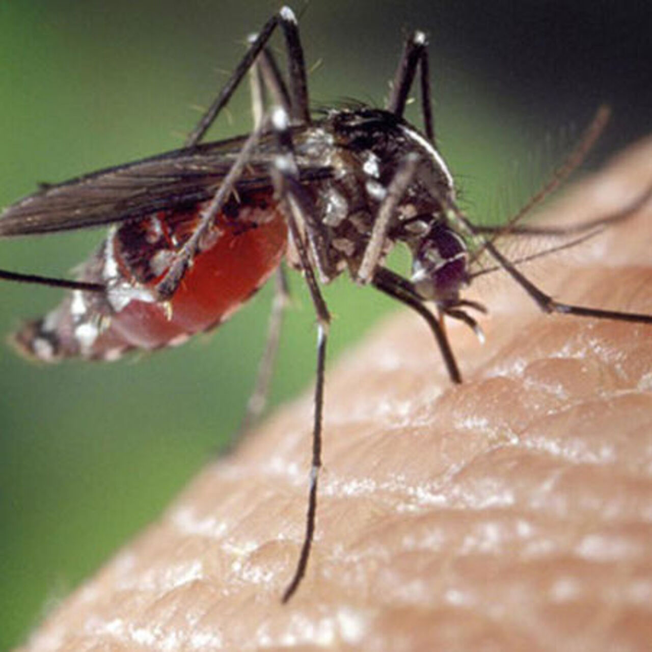Avrupa'da yerel Chikungunya vakası bildirildi 