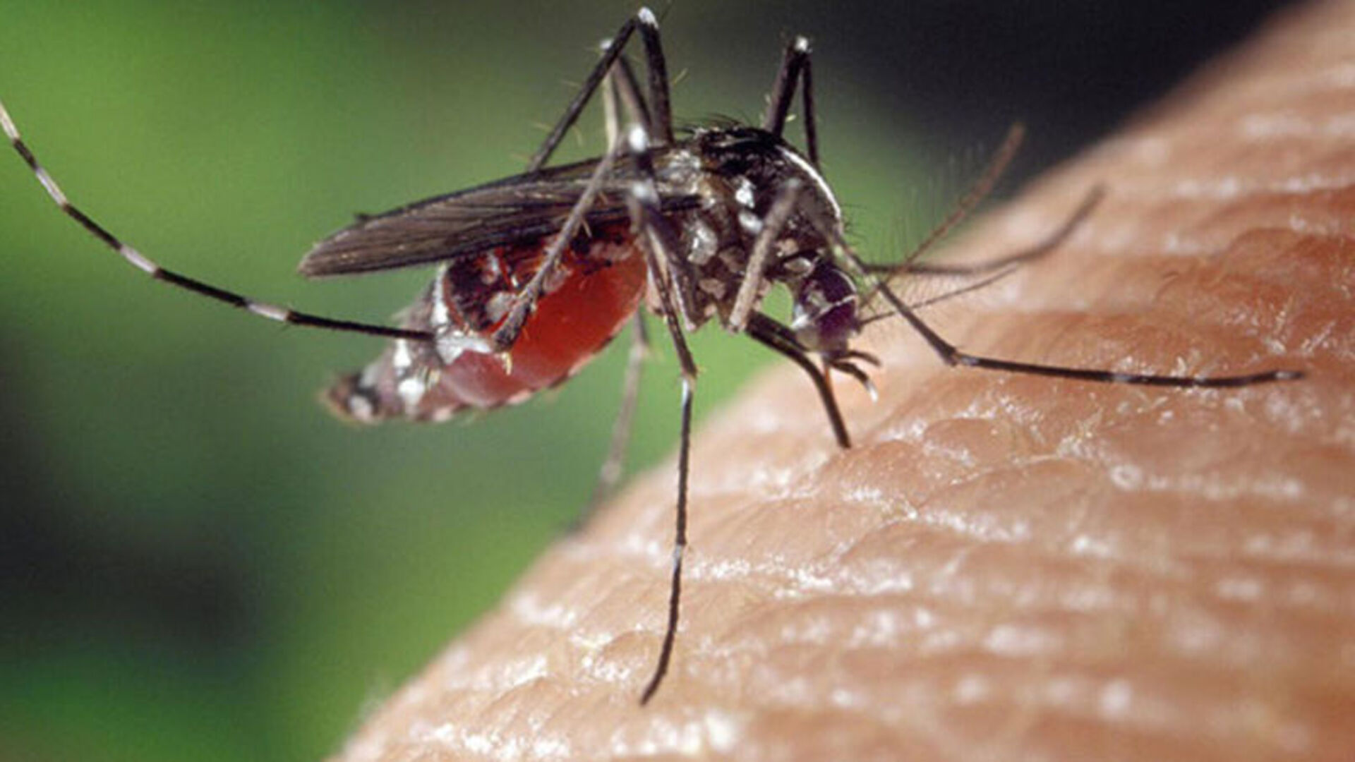 Avrupa'da Chikungunya Alarmı: Yerel Vaka Tespit Edildi!