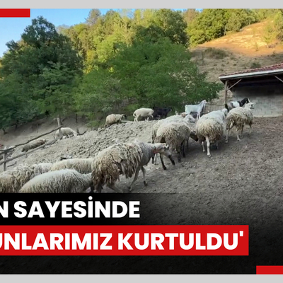 Kurdun koyunlara saldırısı dronla önlendi