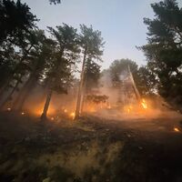 5 kentte orman yangını