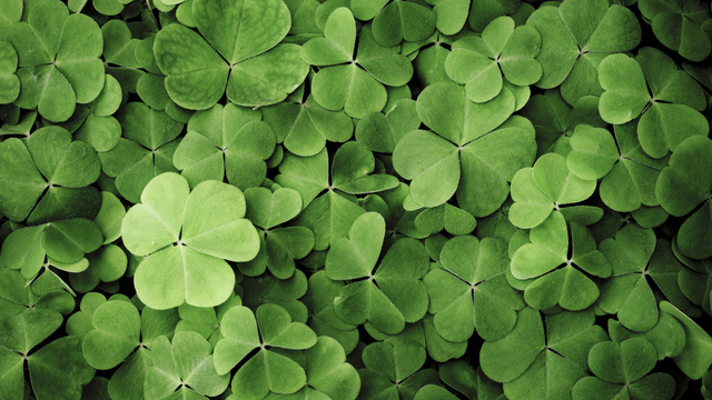 Doğanın şans getiren mucizesi!