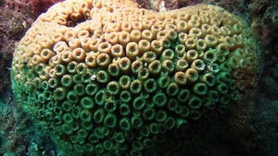 Denizlerin ormanı mercanlar koruma altında