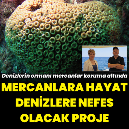 Denizlerin ormanı mercanlar koruma altında