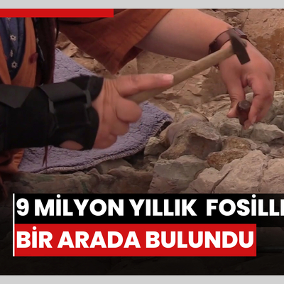 9 milyon yıllık fil, gergedan ve zürafaya ait fosiller bir arada bulundu