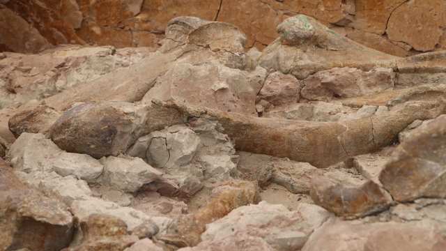 Çankırı'da heyecan verici keşif! 9 milyon yıllık