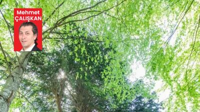 En yaşlı ikinci ağaç Türkiye'de