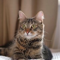 Kedi tüyünden ölüm iddiasına yalanlama geldi