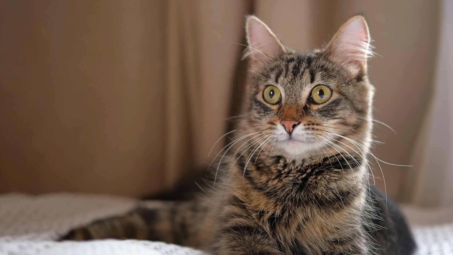 Kedi Tüyü Yutmakla Bağlantılı Sanılan Ölümün Gerçek Nedeni: Akciğer Kanseri!