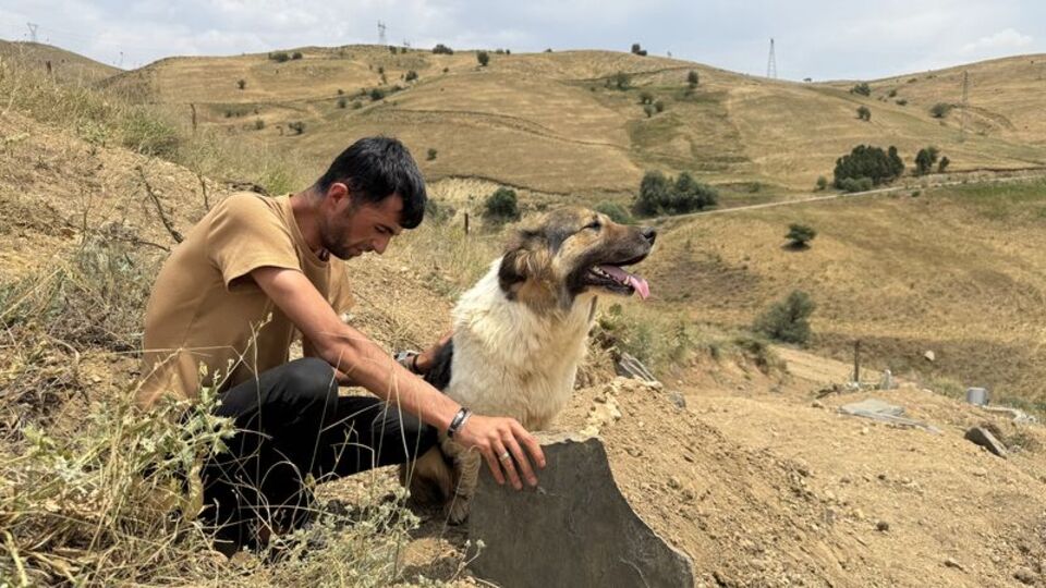 Mezardan ayrılmıyor! Köpekten duygulandıran vefa