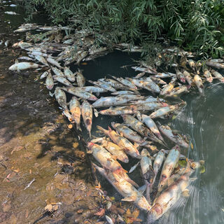 Bartın'daki balık ölümlerine inceleme