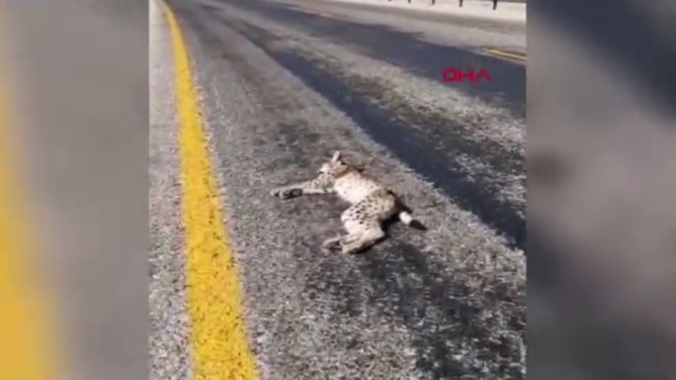 Antalya'da vaşak ölüsü bulundu