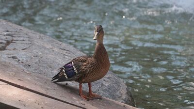 Yaralı yaban ördeğinin geçici yuvası Kuğulu Park oldu