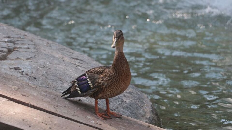Yaralı yaban ördeğinin geçici yuvası Kuğulu Park oldu