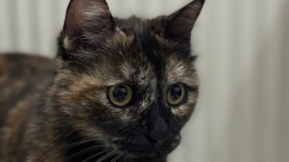 Kediyi tekmeleyerek öldüren kişiye soruşturma