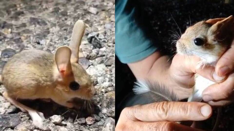 Kırmızı listede yer alıyor, Tunceli'de görüntülendi