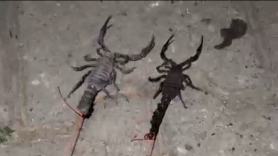 Batman'da köyü akrepler bastı