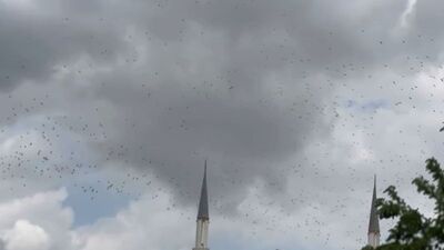 Sonbaharın habercisi leylekler görüntülendi