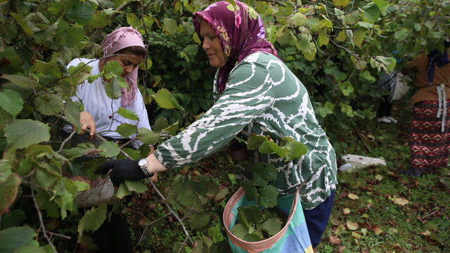Ordu'da fındık hasadına başlandı