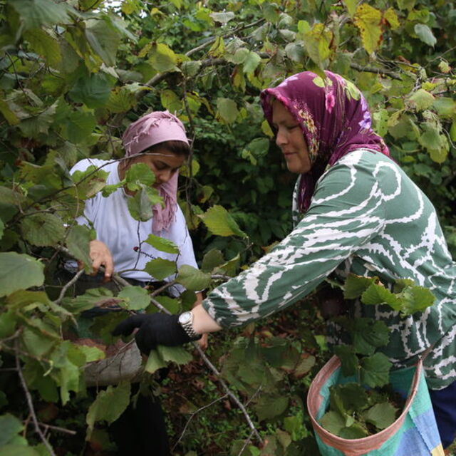 Ordu'da fındık hasadına başlandı