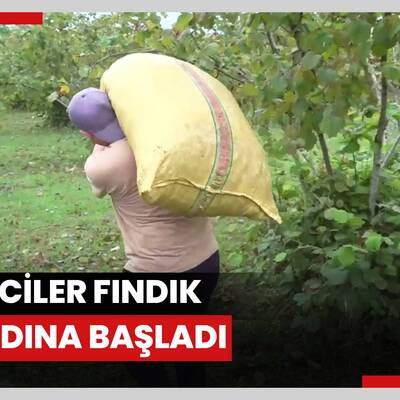 Üreticiler fındık hasadına başladı