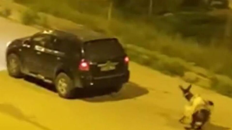 Eşeği otomobile bağladılar!