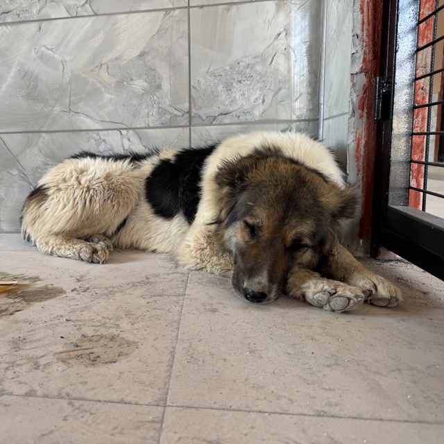 Ahbap Derneği gönüllüsüne teslim edildi