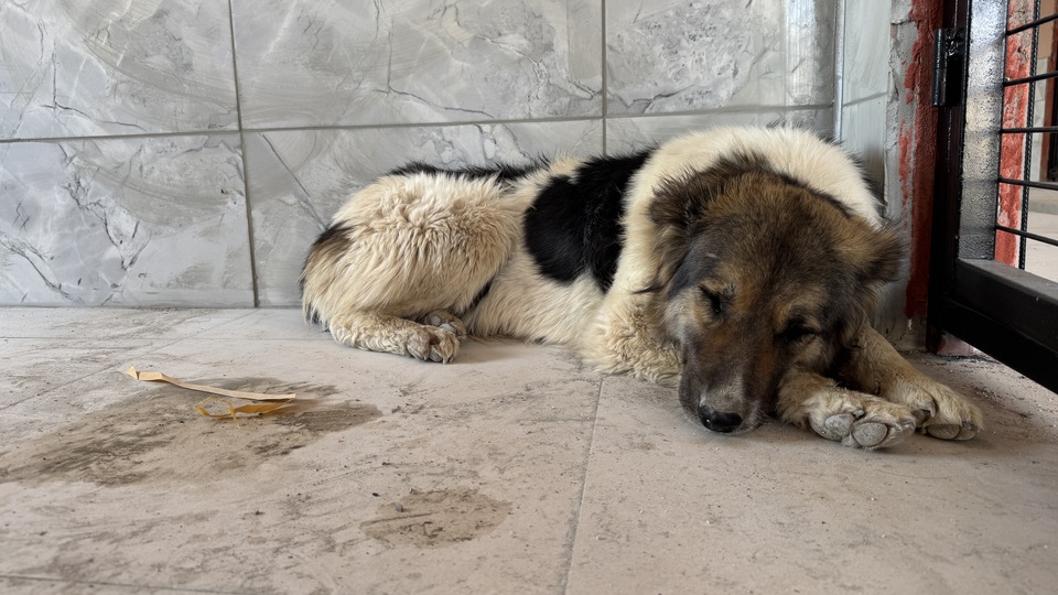 Ahbap Derneği gönüllüsüne teslim edildi