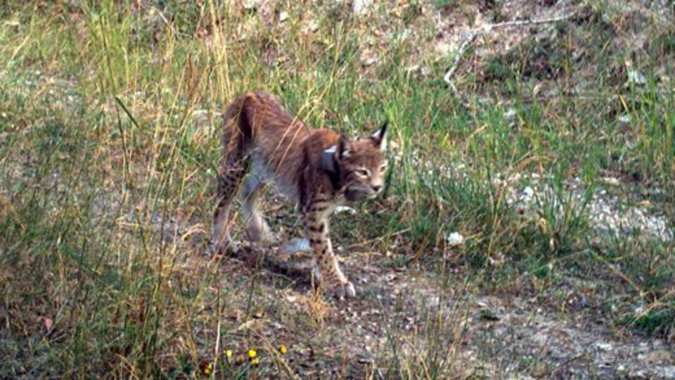 Danimarka'daki hayvanat bahçesinden ilginç çağrı