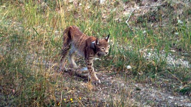 Danimarka'daki hayvanat bahçesinden ilginç çağrı