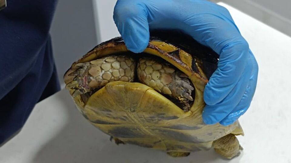 'Yangın travması' nedeniyle kabuğundan çıkmıyor