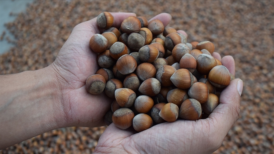 7 aylık fındık ihracatı 1.3 milyar dolar